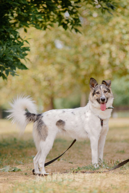 Собаки в Москве: Фиона Девочка, Бесплатно - фото 4