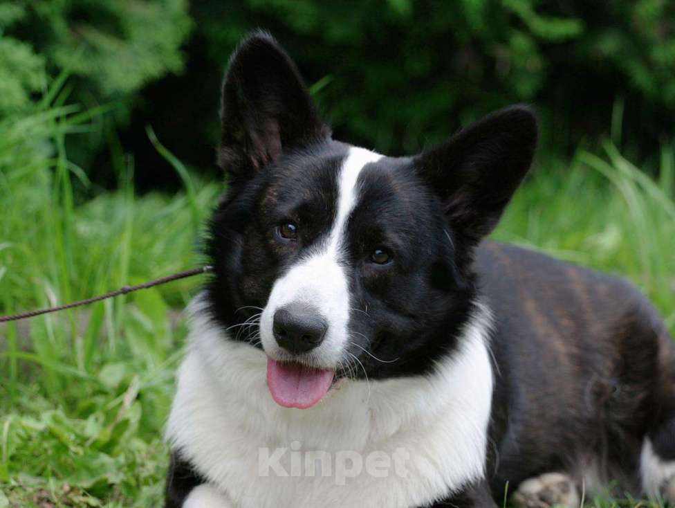 Собаки в Москве: Вельш корги кардиган- в добрые руки Девочка, Бесплатно - фото 3