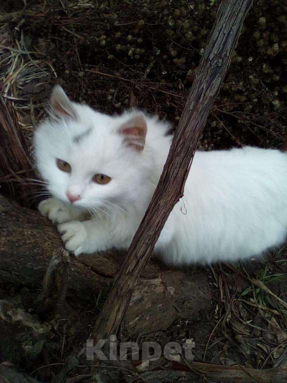 Кошки в Горнозаводске: Котята в добрые руки, Бесплатно - фото 1