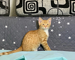 Кошки в Санкт-Петербурге: Котенок Мальчик, Бесплатно - фото 1