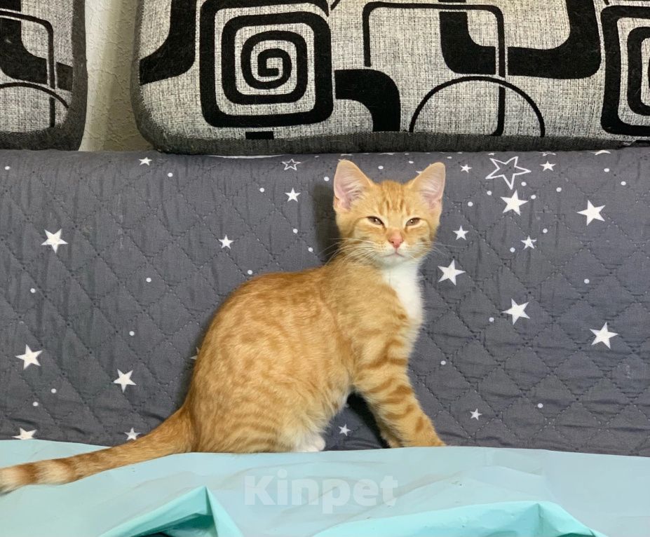 Кошки в Санкт-Петербурге: Котенок Мальчик, Бесплатно - фото 1