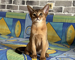 Кошки в Краснодаре: Абиссинская девочка  Девочка, 55 000 руб. - фото 5