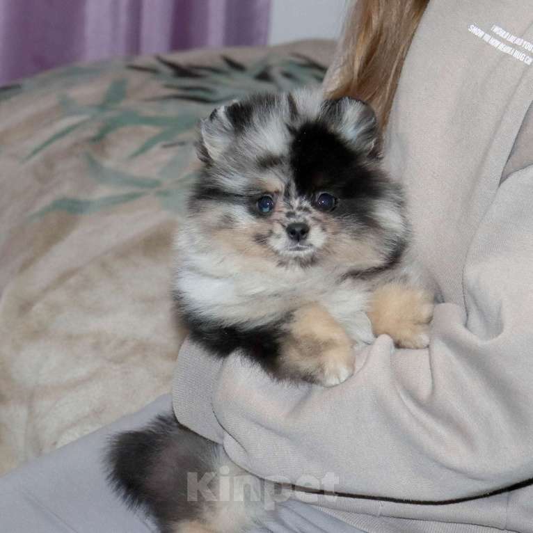 Собаки в Москве: Самая РАСПИСНАЯ красотка шпица Девочка, 75 000 руб. - фото 9