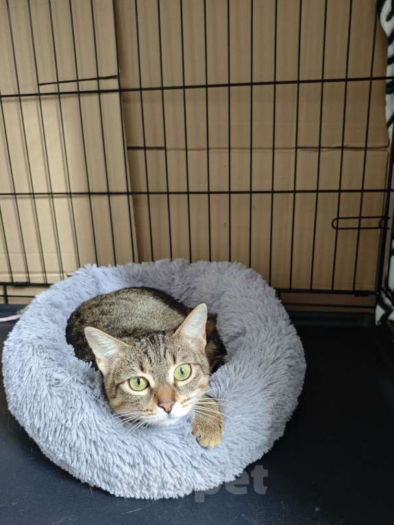 Кошки в Москве: Котенок в добрые руки! Девочка, Бесплатно - фото 5