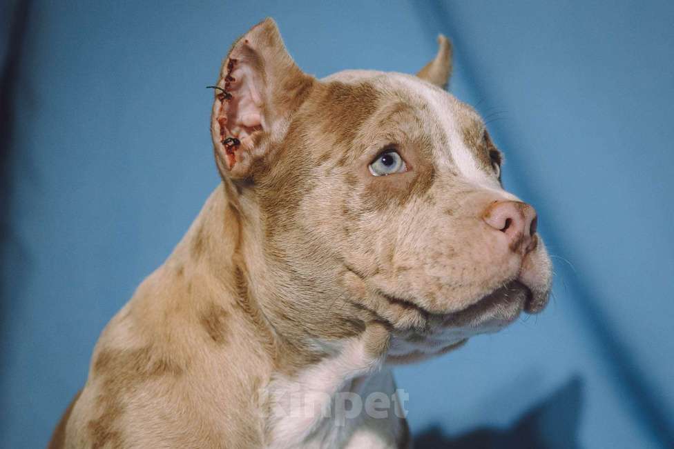 Собаки в Москве: Щенки Американского булли Девочка, 150 000 руб. - фото 2