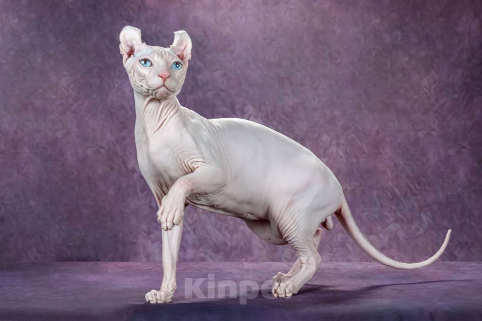 Кошки в Самаре: Котёнок Умка Мальчик, Бесплатно - фото 4