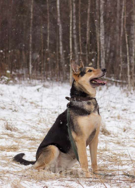 Собаки в Ногинске: Джесси Девочка, Бесплатно - фото 3