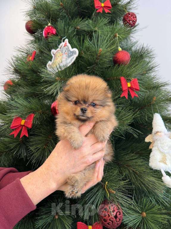 Собаки в Нижнем Новгороде: Шпицуля красотуля Девочка, 30 000 руб. - фото 1