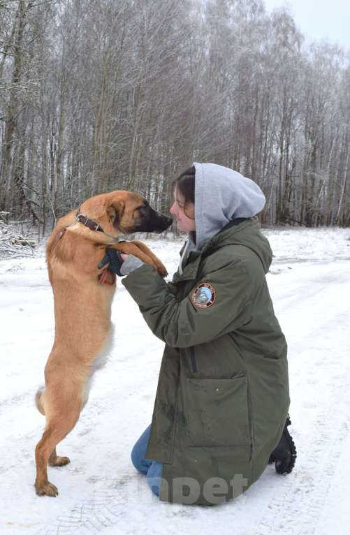 Собаки в Москве: Щенок-подросток, 6 месяцев в добрые руки! Мальчик, Бесплатно - фото 6