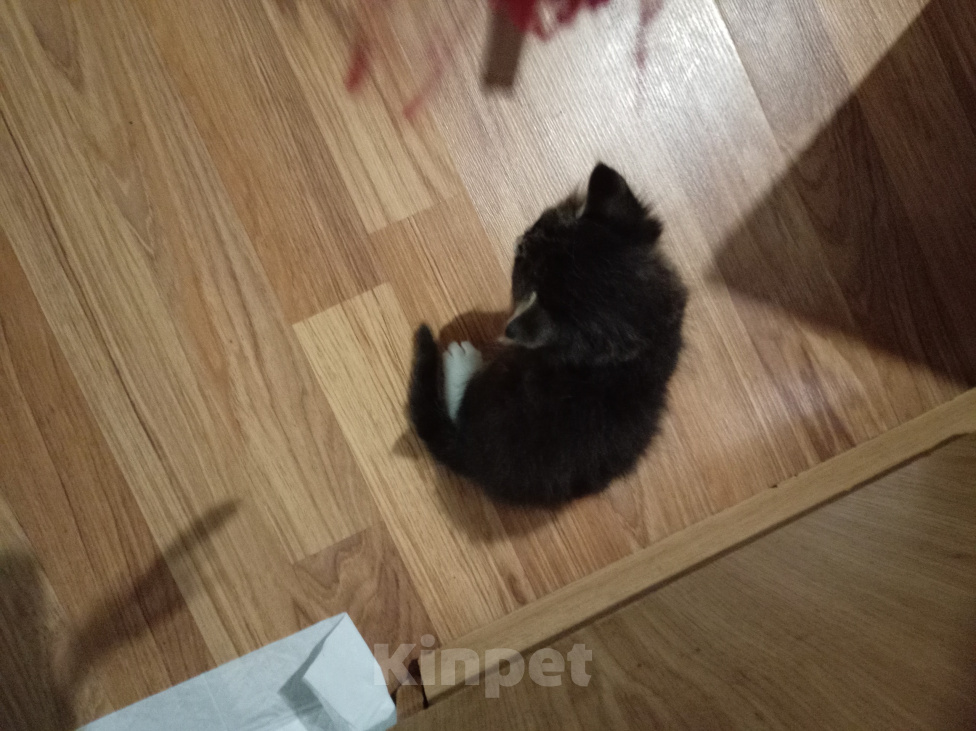 Кошки в других городах Московской области: Котята Девочка, Бесплатно - фото 1