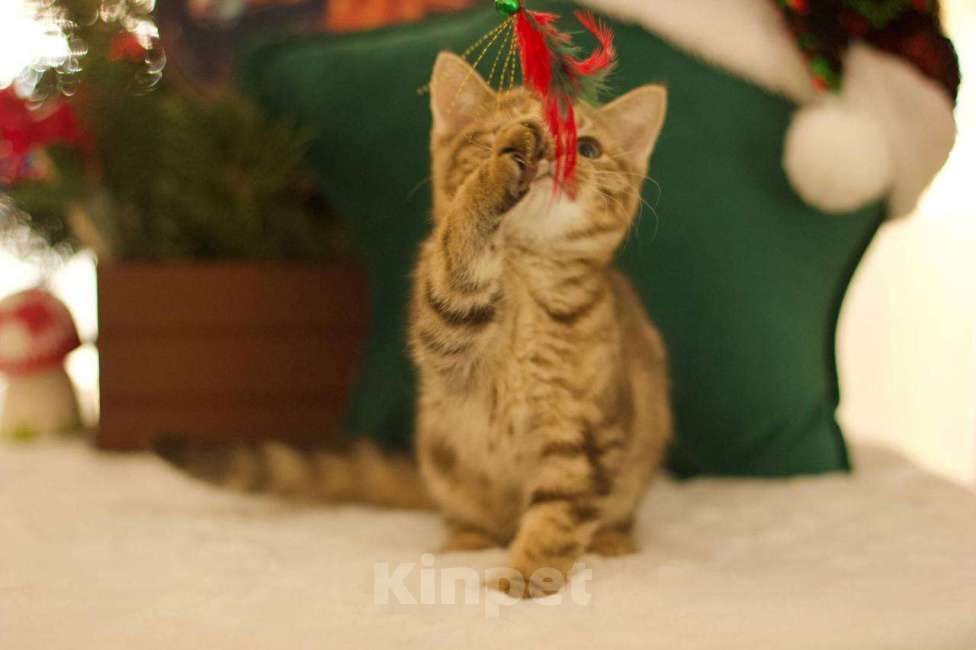 Кошки в Москве: Британский котенок Харизма Девочка, 50 000 руб. - фото 1