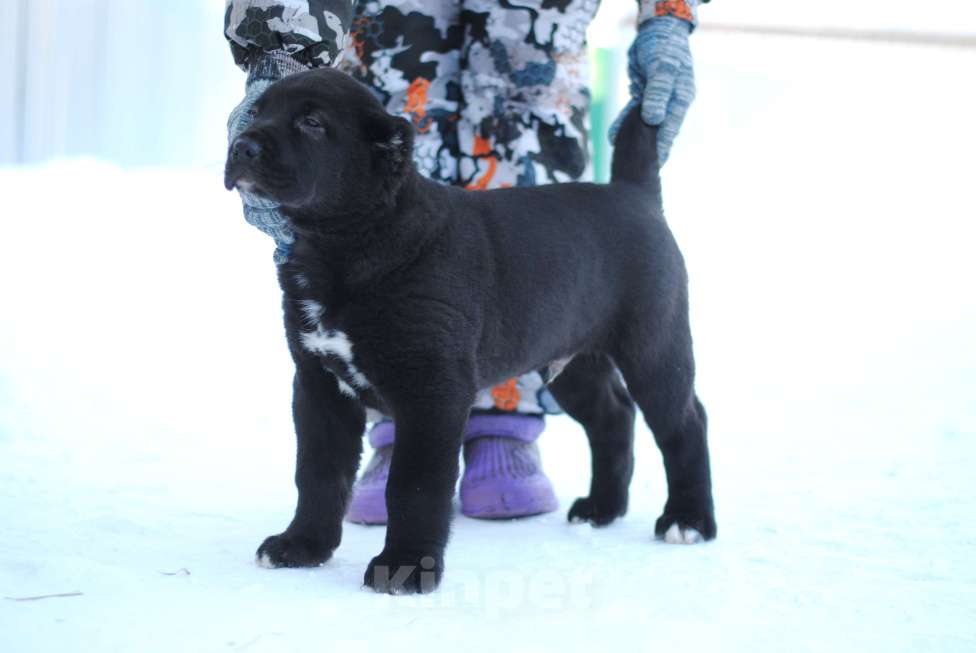 Собаки в Саратове: Роскошный Щенок сао Мальчик, Бесплатно - фото 1