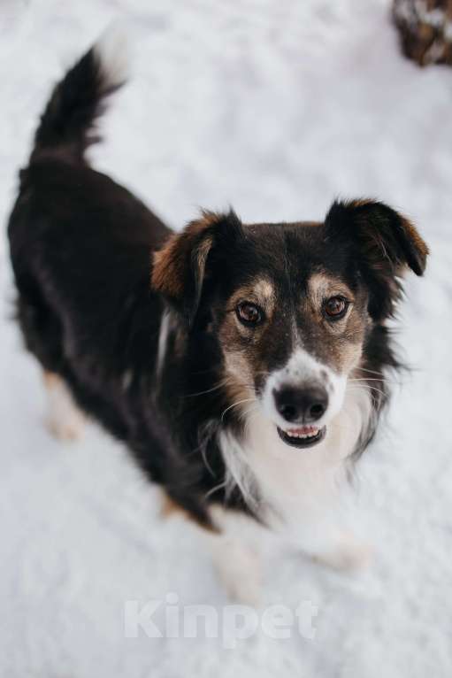 Собаки в Мытищах: Привет. Меня зовут Шарик Мальчик, Бесплатно - фото 2