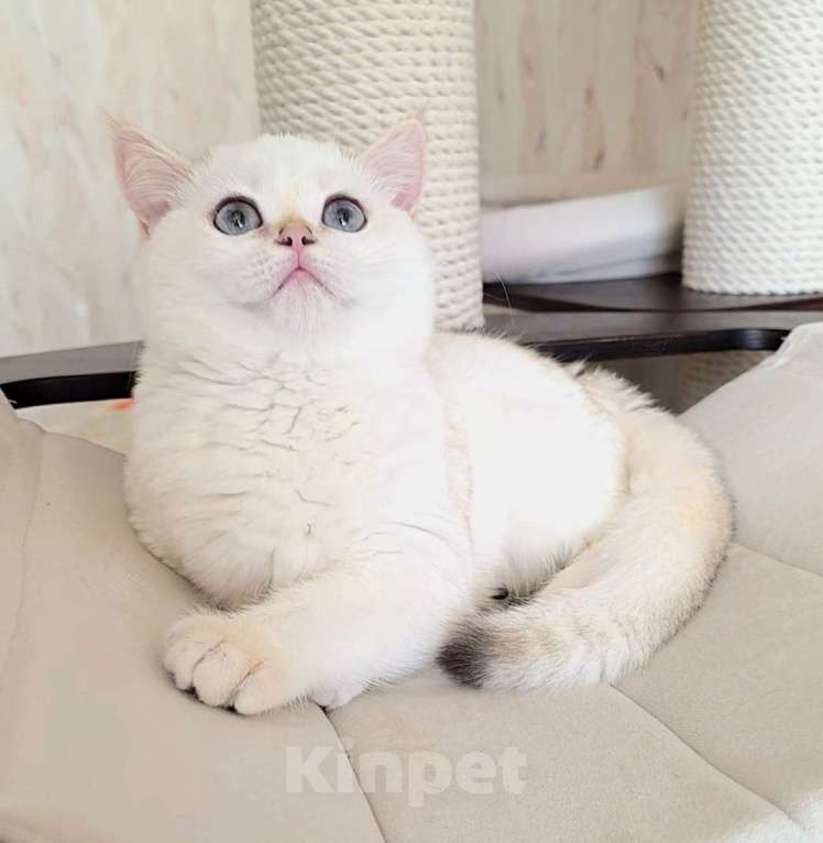 Кошки в Москве: Raffaella SFS 71 ny 1233 Девочка, 65 000 руб. - фото 4