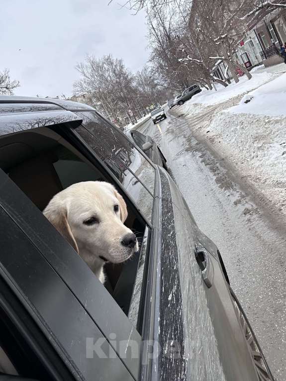 Собаки в Первоуральске: Золотистый ретривер Мальчик, 30 000 руб. - фото 4