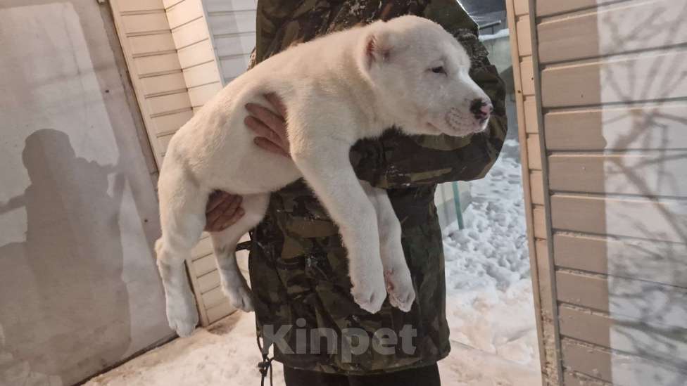 Собаки в Клинцах: Продам щенка Девочка, Бесплатно - фото 1