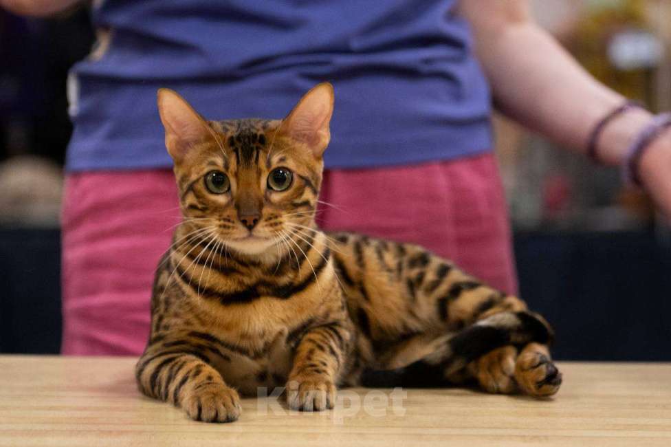Кошки в Санкт-Петербурге: Бенгальский котенок, с документами Девочка, 30 000 руб. - фото 7