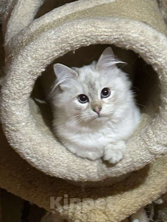 Кошки в Москве: Котик золотого окраса Мальчик, 60 000 руб. - фото 2