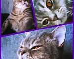 Кошки в Сочи: Потерялся кот британец Сочи Кудепста Мальчик, Бесплатно - фото 5