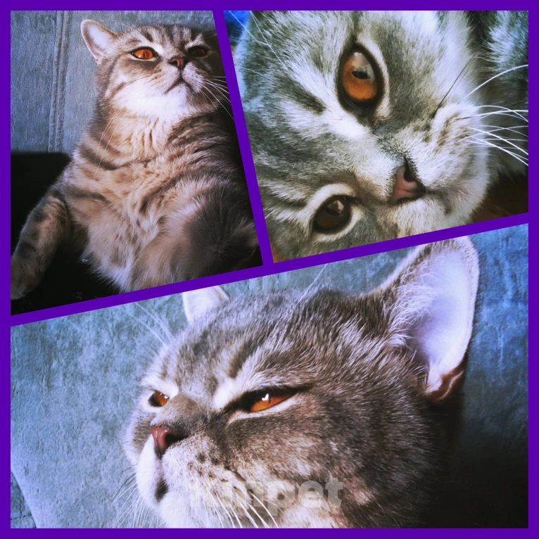 Кошки в Сочи: Потерялся кот британец Сочи Кудепста Мальчик, Бесплатно - фото 5