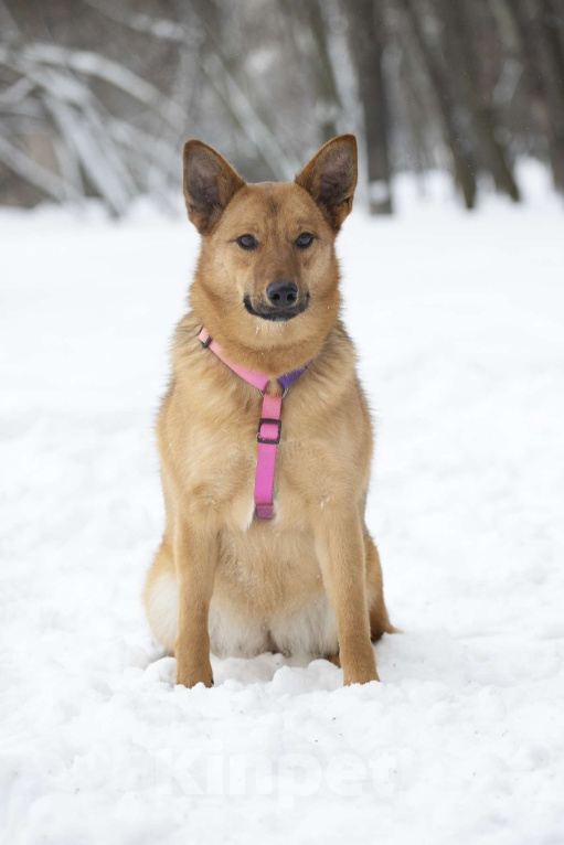 Собаки в Москве: Яркое солнышко Арика в поисках дома Девочка, Бесплатно - фото 4