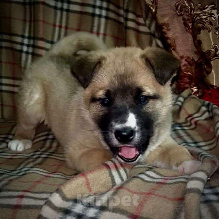 Собаки в Лосином-Петровском: Барри якутенок Мальчик, Бесплатно - фото 2