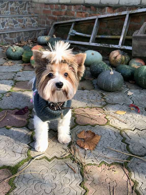 Собаки в Краснодаре: Вязка кобель Мальчик, Бесплатно - фото 2