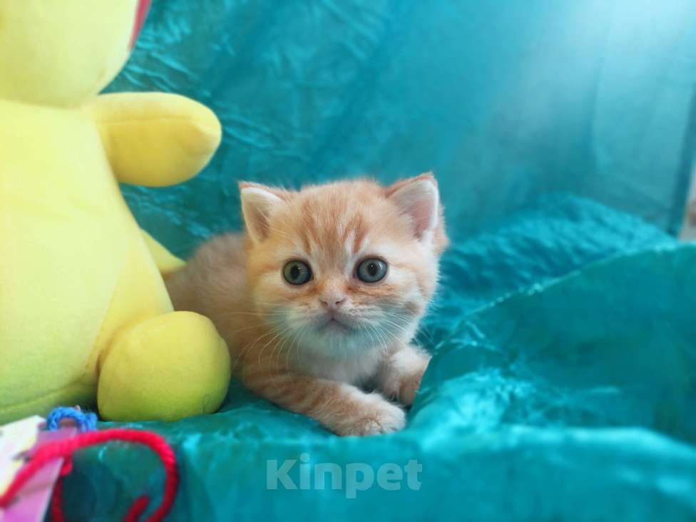 Кошки в Санкт-Петербурге: Шотландский котенок золотая шиншилла Мальчик, 13 000 руб. - фото 2
