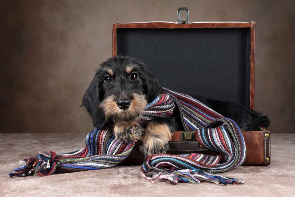 Собаки в Санкт-Петербурге: Кобель таксы миниатюрной жёсткошерстой  Мальчик, Бесплатно - фото 2