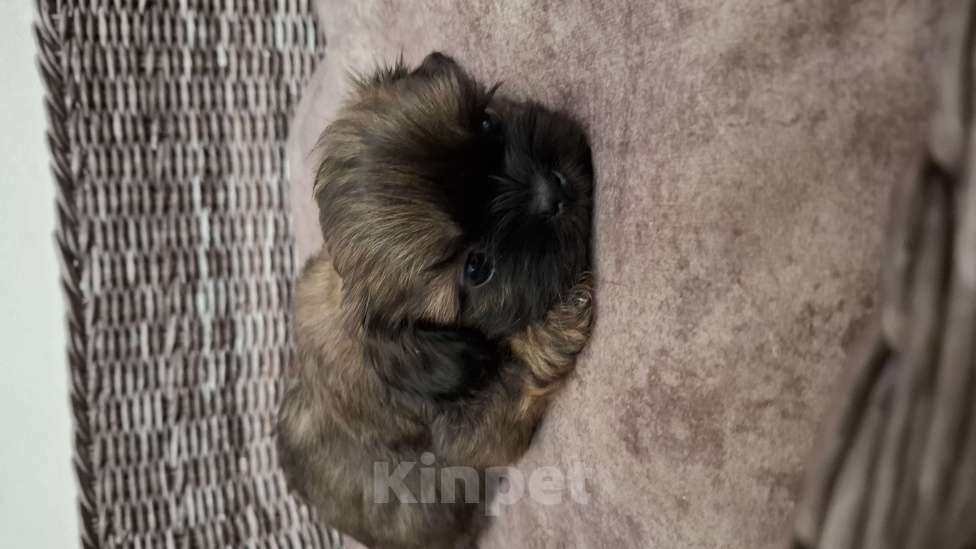 Собаки в Кропоткине: Ши-тцу  Мальчик, 20 000 руб. - фото 2