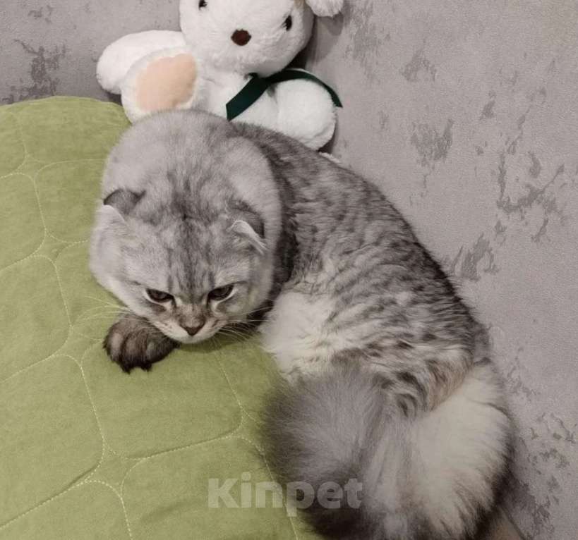 Кошки в Москве: Кот в добрые руки Мальчик, Бесплатно - фото 1
