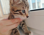 Кошки в Лобне: Котёнок крошка Енот 1,5 мес Мальчик, Бесплатно - фото 1