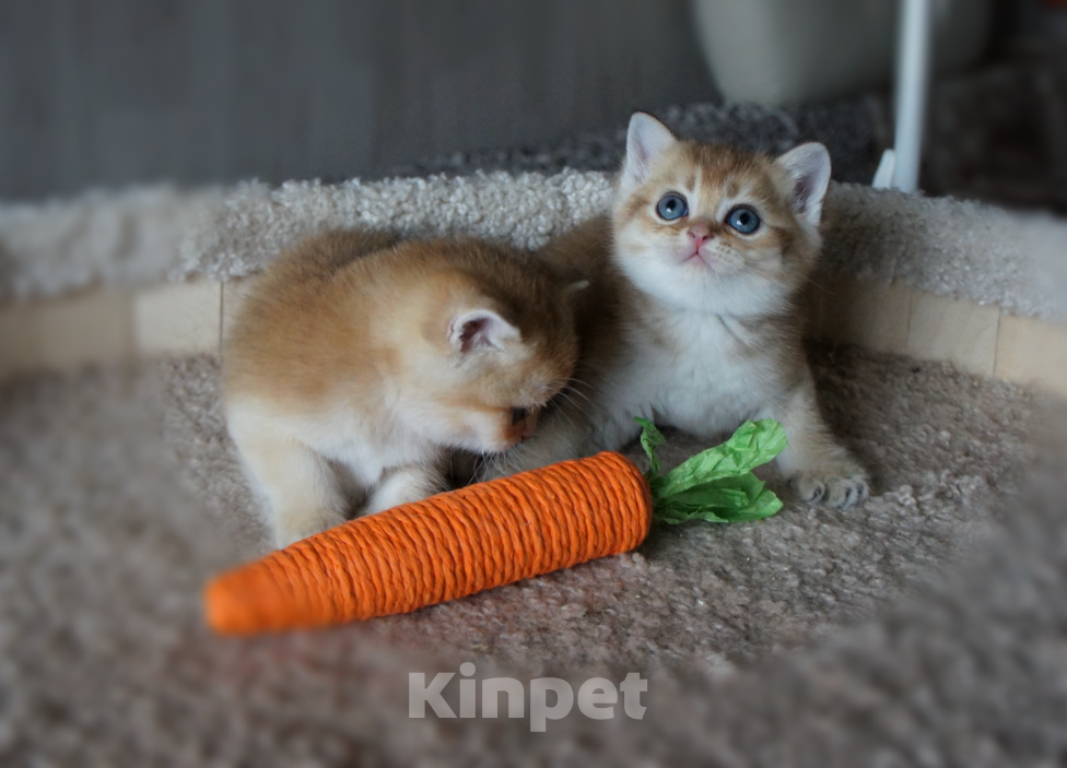 Кошки в Санкт-Петербурге: Шотландские золотые. Разнополые, 25 000 руб. - фото 3