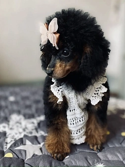 Той пудель девочка