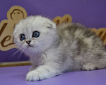 Кошки в Зеленограде: Вислоухая серебристая кошечка Девочка, 40 000 руб. - фото 5