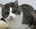 Кошки в Санкт-Петербурге: Серьезный кот ищет дом Мальчик, Бесплатно - фото 1