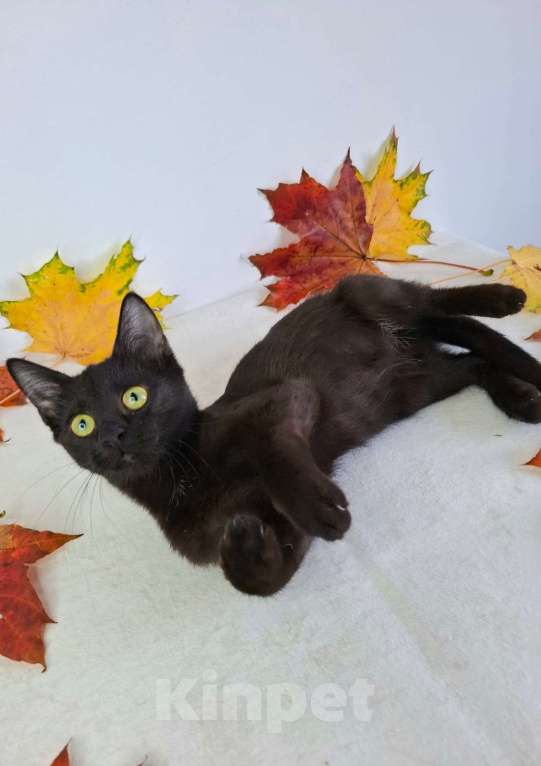 Кошки в Москве: Котёнок-подросток в добрые руки  Девочка, Бесплатно - фото 5