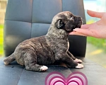 Собаки в Каменке: Щенки Алабая Мальчик, Бесплатно - фото 1