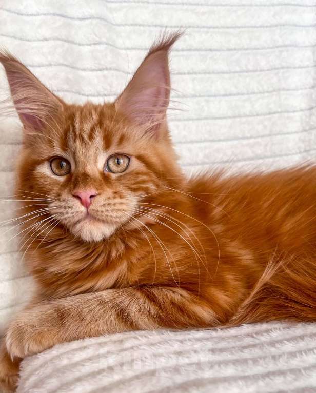 Кошки в Ярославле: Кошка Девочка, 35 000 руб. - фото 2