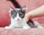 Кошки в Москве: котята в поисках дома Мальчик, Бесплатно - фото 3