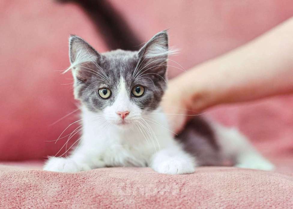 Кошки в Москве: котята в поисках дома Мальчик, Бесплатно - фото 3