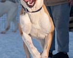 Собаки в других городах Московской области: алабай сармат в добрые руки Мальчик, Бесплатно - фото 6