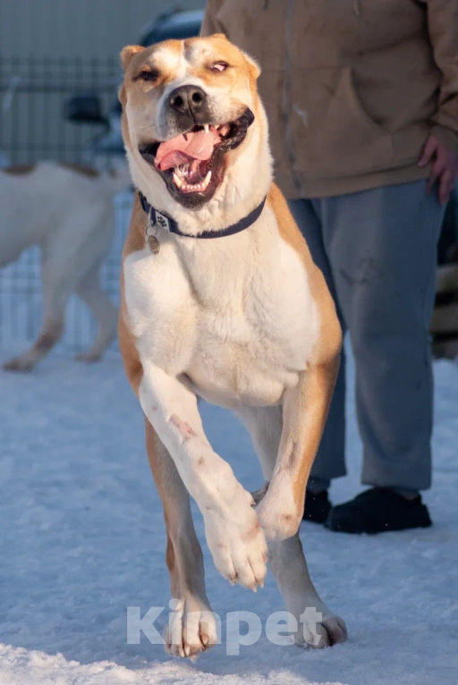 Собаки в других городах Московской области: алабай сармат в добрые руки Мальчик, Бесплатно - фото 6