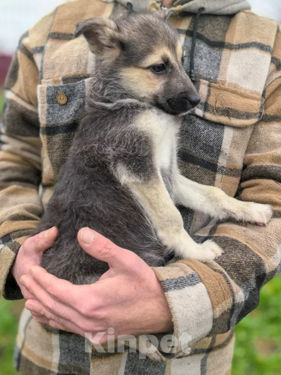Собаки в Лосином-Петровском: Селин из ппбж Якутска Девочка, Бесплатно - фото 8