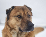 Собаки в Наро-Фоминске: Панчо: для тех, кто любит размах, размер и рыжих Мальчик, Бесплатно - фото 1