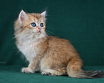 Кошки в Воронеже: Британская длинношёрстная девочка Девочка, 25 000 руб. - фото 4