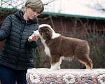 Собаки в Москве: Миниатюрная американская овчарка (мини-аусси) Мальчик, 150 000 руб. - фото 6