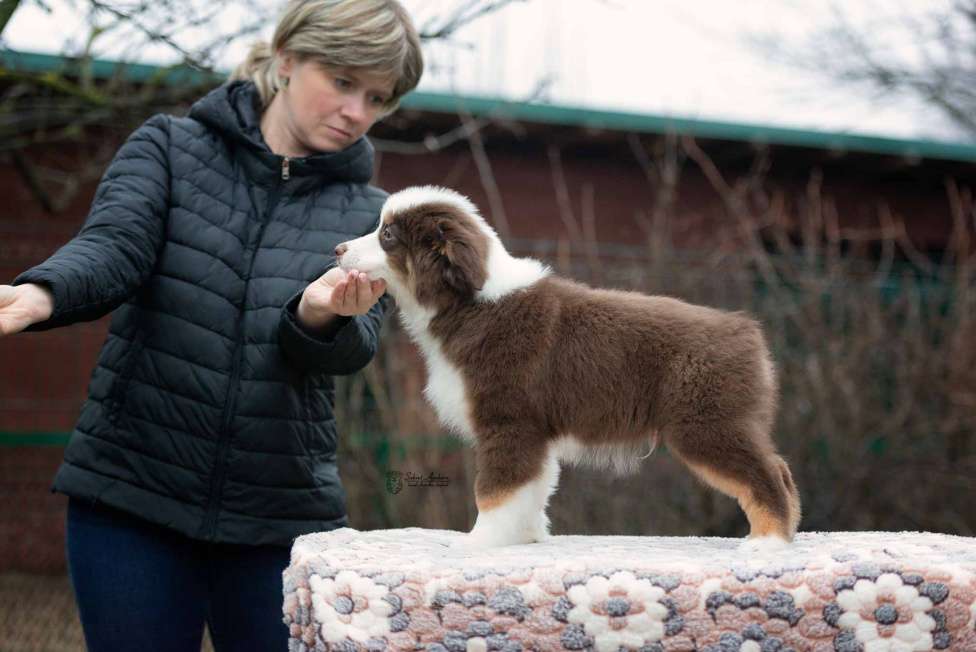 Собаки в Москве: Миниатюрная американская овчарка (мини-аусси) Мальчик, 150 000 руб. - фото 6