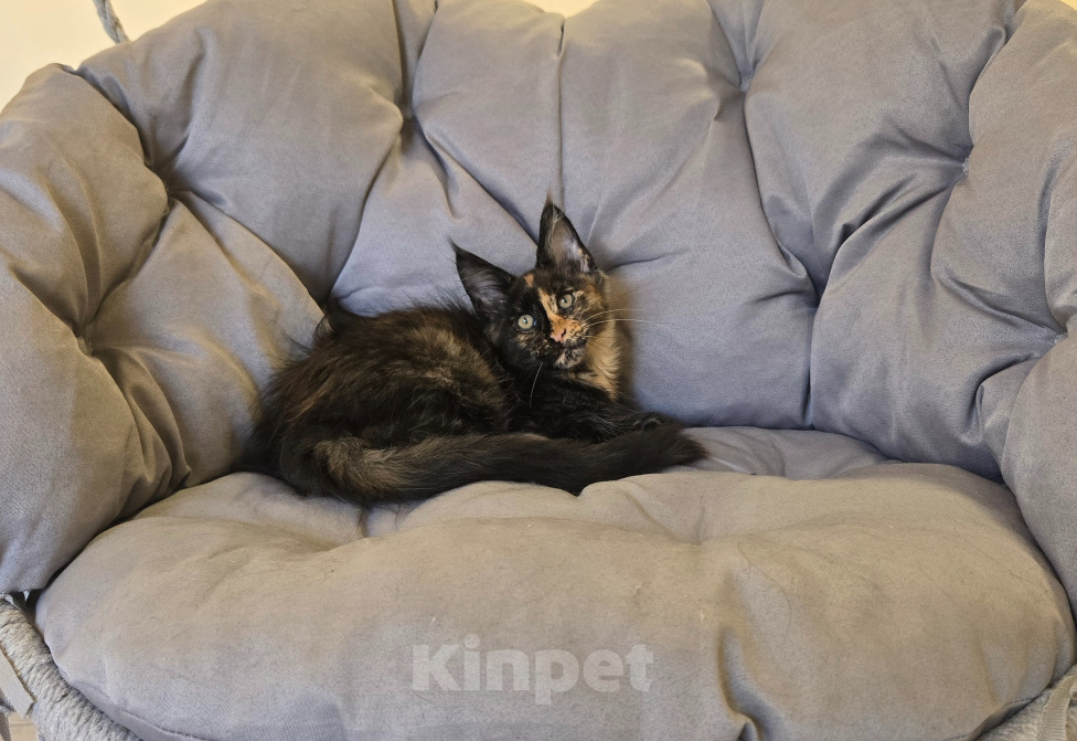 Кошки в Саратове: Котята мейн-кун Девочка, 40 000 руб. - фото 5