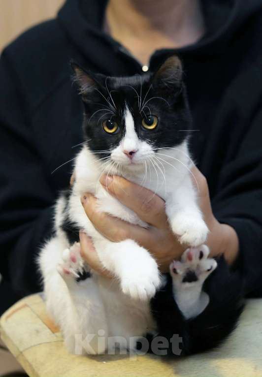 Кошки в Санкт-Петербурге: Кошечка Подросток Клёпа Девочка, Бесплатно - фото 8